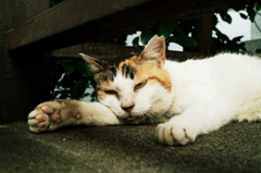 猫撮り散歩938