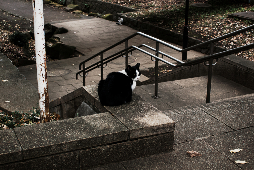 猫撮り散歩1128
