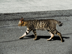 猫撮り散歩1764