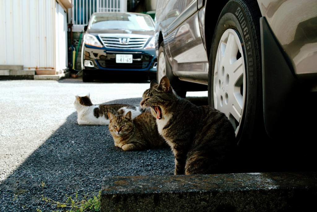 猫撮り散歩1173
