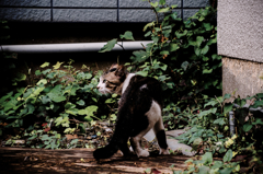 猫撮り散歩1087