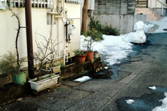 猫撮り散歩1617