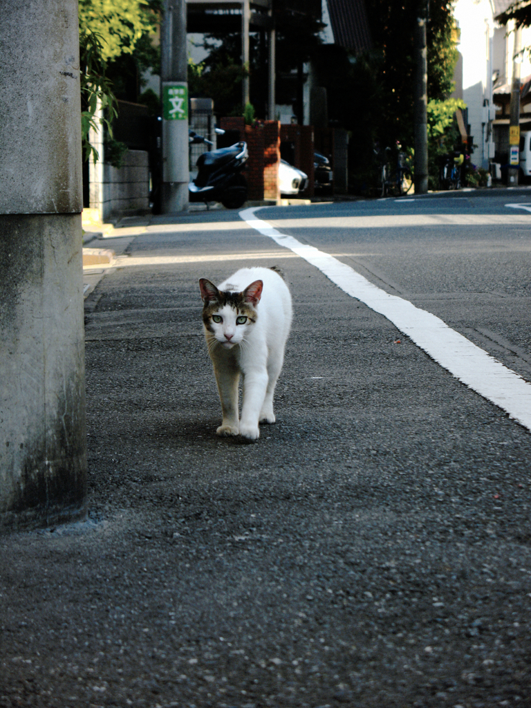 猫撮り散歩391