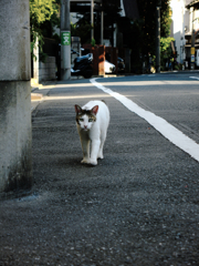 猫撮り散歩391