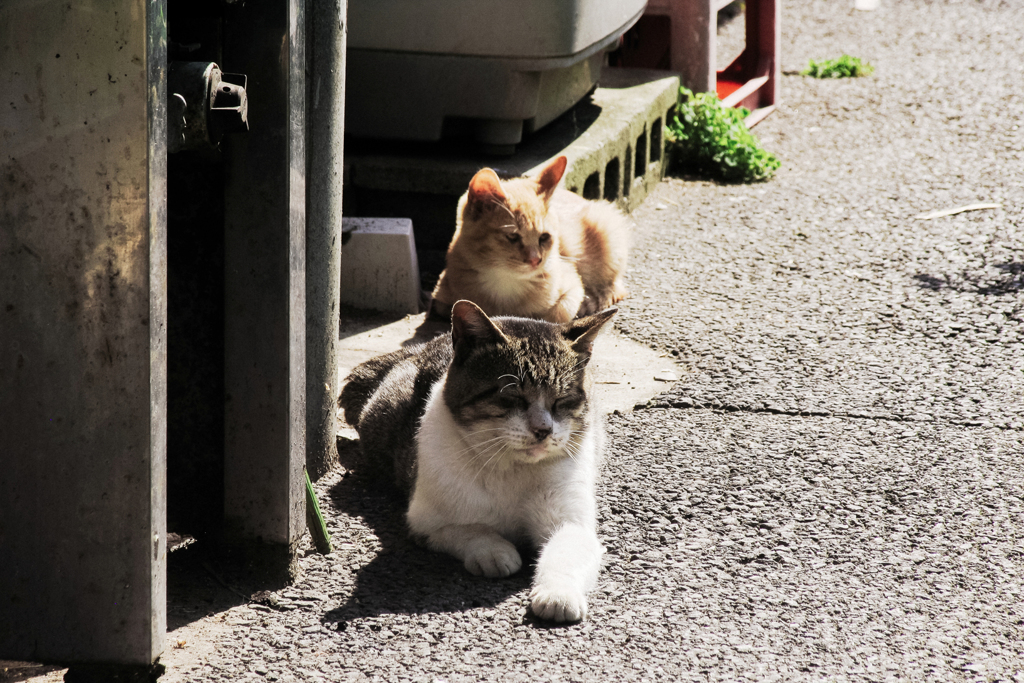 猫撮り散歩1620