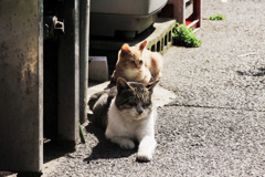 猫撮り散歩1620