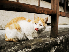 猫撮り散歩1468
