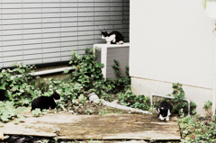猫撮り散歩728