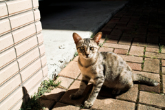 猫撮り散歩1613