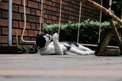 猫撮り散歩1728