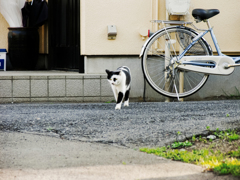 猫撮り散歩1650