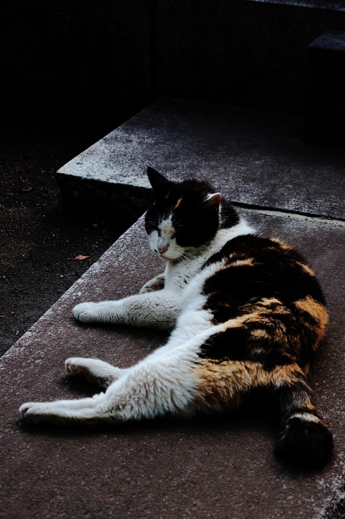 猫撮り散歩597