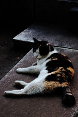 猫撮り散歩597