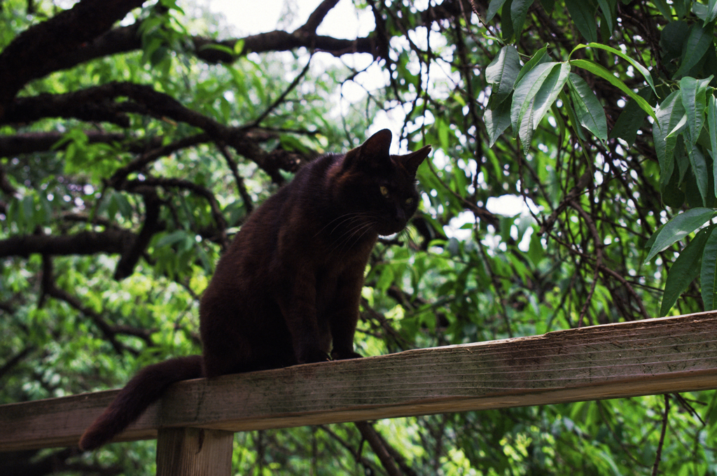 猫撮り散歩SZS-11 "Garden cats of One day"