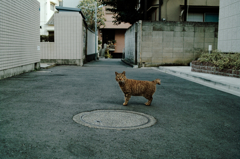 猫撮り散歩838