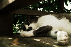 猫撮り散歩750
