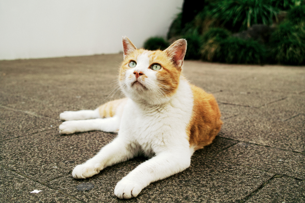 猫撮り散歩1123