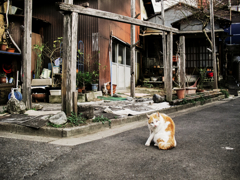猫撮り散歩1354