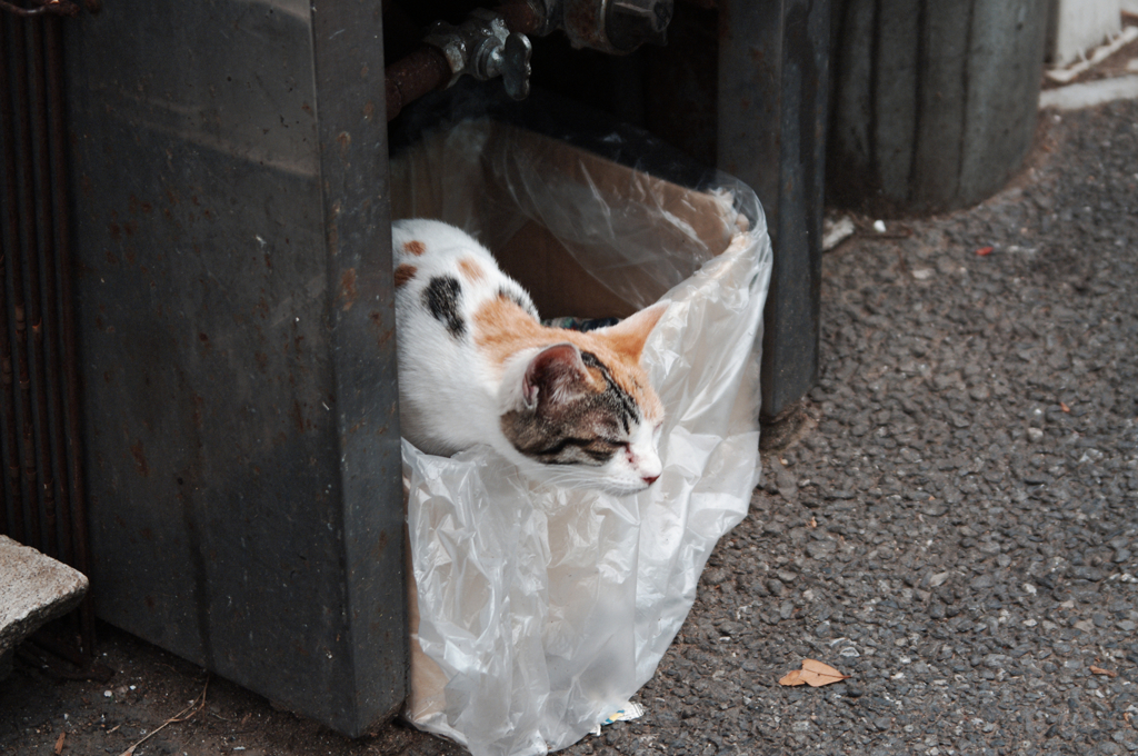 猫撮り散歩373