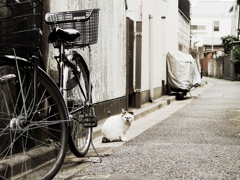 猫撮り散歩754