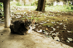 猫撮り散歩808