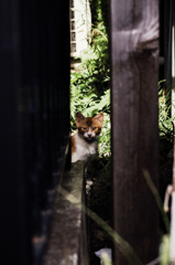 猫撮り散歩706