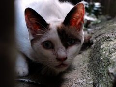 猫撮り散歩274