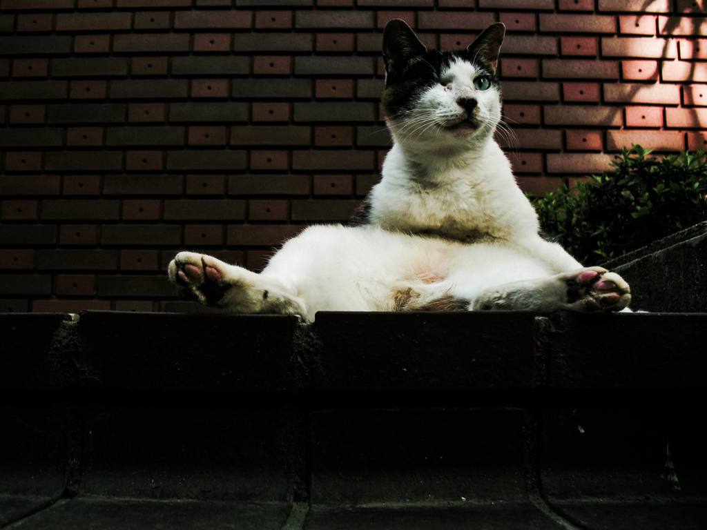 猫撮り散歩2009