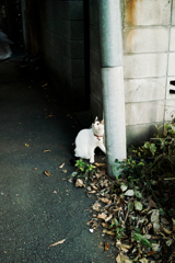 猫撮り散歩1751