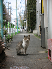 猫撮り散歩44