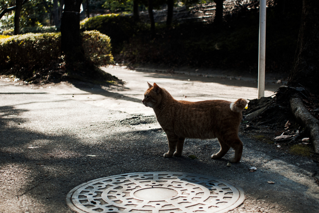 猫撮り散歩2408