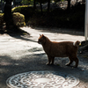 猫撮り散歩2408