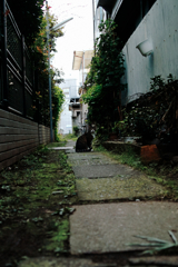 猫撮り散歩1297
