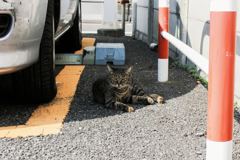 猫撮り散歩2087