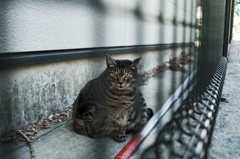 猫撮り散歩625