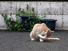 猫撮り散歩104