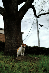 猫撮り散歩1681