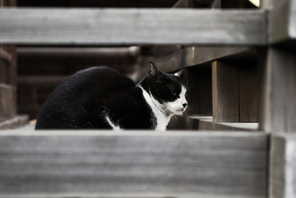 猫撮り散歩1576