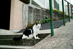 猫撮り散歩1479