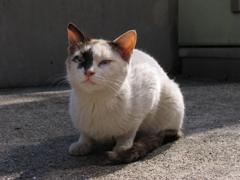 猫撮り散歩101