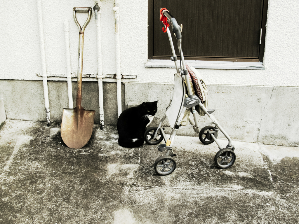 猫撮り散歩947