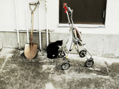 猫撮り散歩947