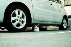 猫撮り散歩1713