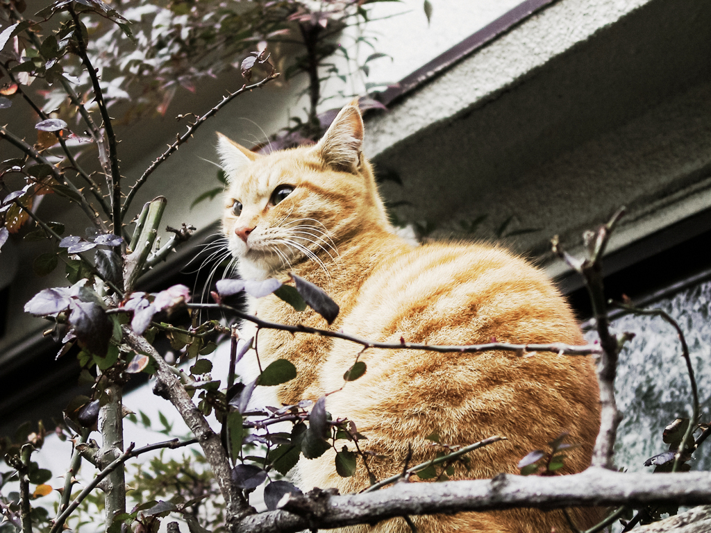 猫撮り散歩1786