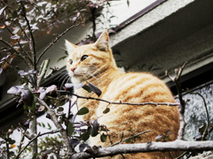 猫撮り散歩1786