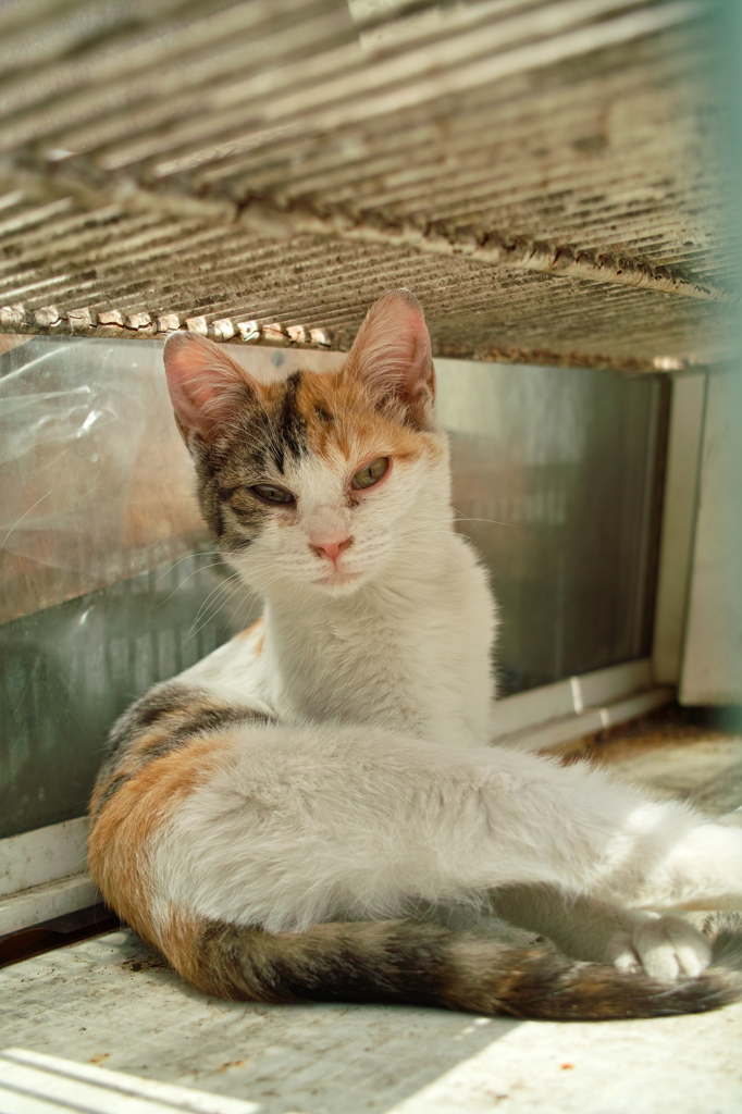 猫撮り散歩304
