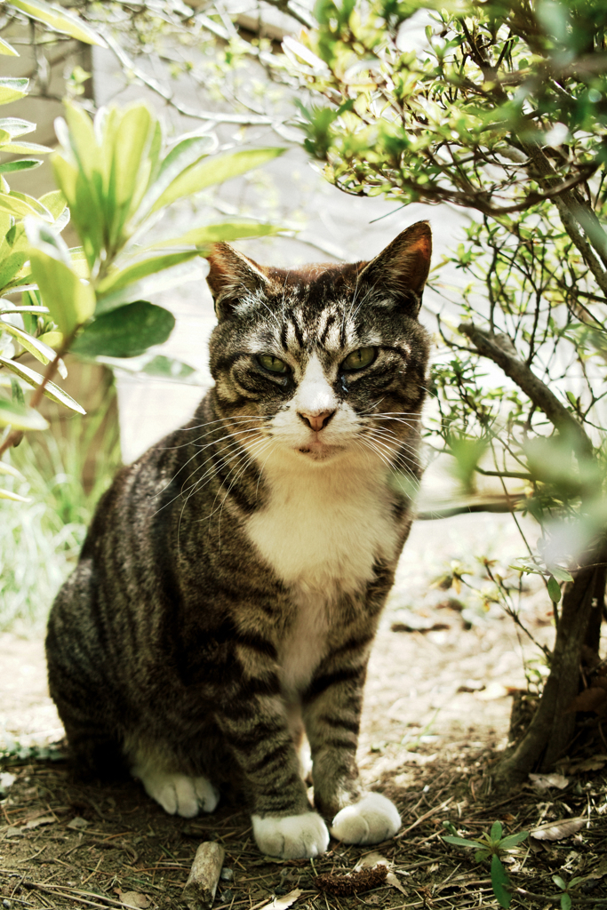猫撮り散歩1273