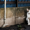 猫撮り散歩2391
