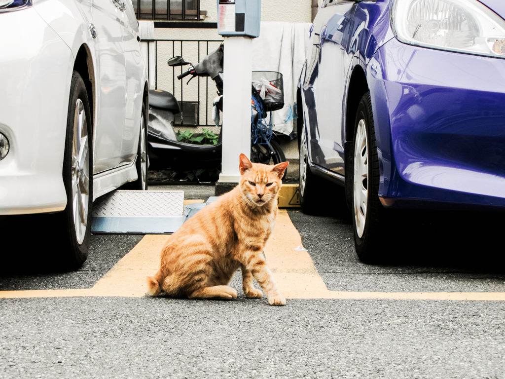 猫撮り散歩1813