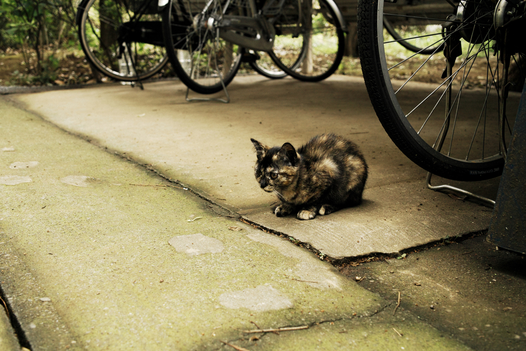 猫撮り散歩1623